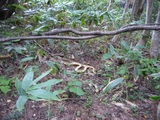 05_kabukuwa