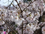 かみね公園1