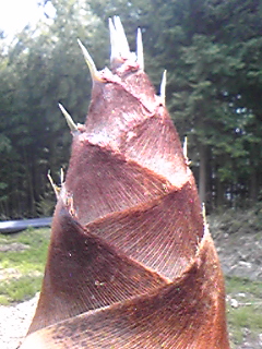 DVC00041