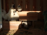 DSCF0005