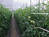 DSCF0026