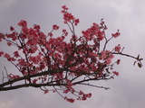 DSCF0616