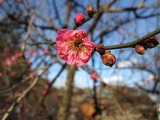 紅梅