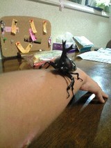 カブトムシ