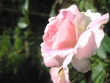 ガーデナーズハウス 薔薇