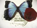 Vida��Feli��