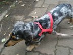 犬