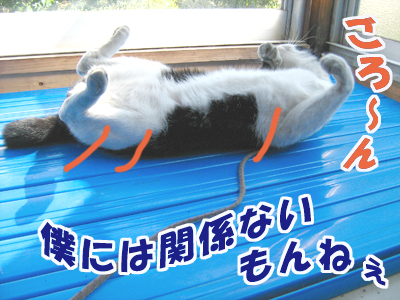 ごろ〜ん♪