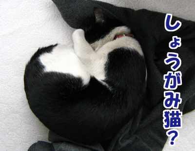 しょーがみ猫