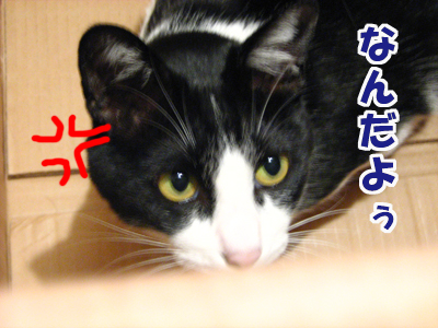 なんだよう