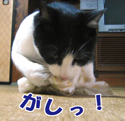 がしっ!