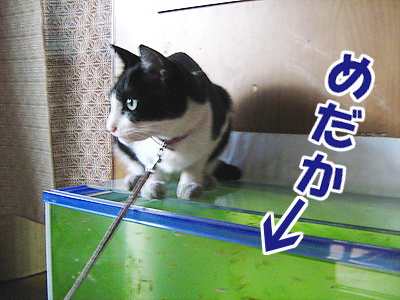 めだか