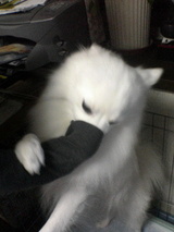 09514083.jpg