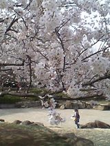 花見