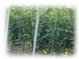 tomato1