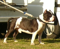 pit 5539