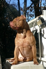 pit 6926