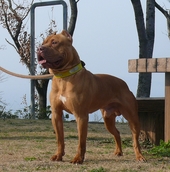 pit 7152