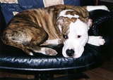 pit 001