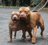 pit 6979
