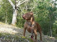 pit 7016