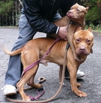 pit 7009