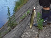 s-20080622131.jpg