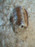 カマキリの卵拡大!