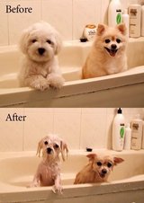犬なのに濡れネズミ