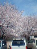 桜満開
