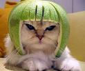 limehelmet