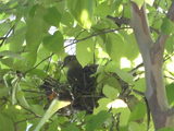鳩 (1)