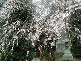 ¤·¤À¤ìÇß