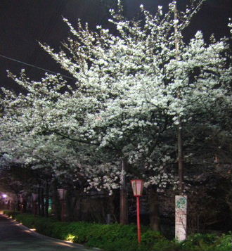 sakura