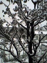 snow_snow
