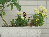 �ӥ��餳�ܤ��2��ã_2