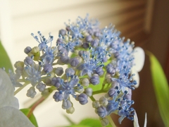 DSC05358_Çß±«¤Î²Ö