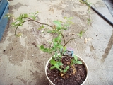 DSC03971_�֥롼�٥꡼_�ޥ��䡼�����꿢