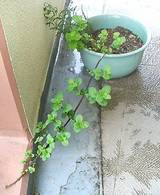 ���ڥ��ߥ�� 20060812