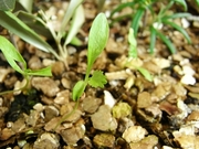 R0011827_�ѥ�����������