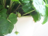 �磻��ɥ��ȥ��٥꡼_200705