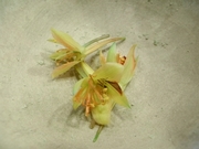 R0012128_�ʥ���������Τ����Ȥ���