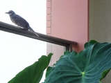 DSC06134_�ҥ�ɥ�