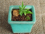 temp_��ߥ�����ʤ�����ߥ��ߺ����ˤ��Ƥߤ���.jpg