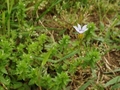 DSC04627_����_�˥良�����祦�β�