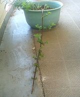 ���ڥ��ߥ�� 20060807