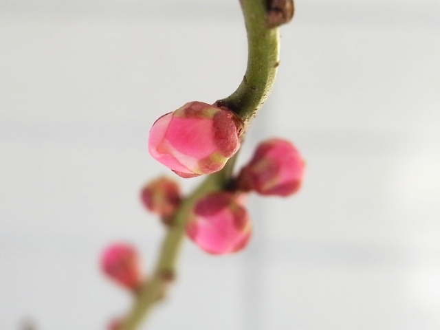 R0022720_梅のつぼみ_20100130