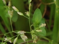 DSC03318_雑草の春_スズメノカタビラの花.jpg