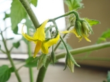 DSC04528_�ߥ˥ȥޥȤΥ���������