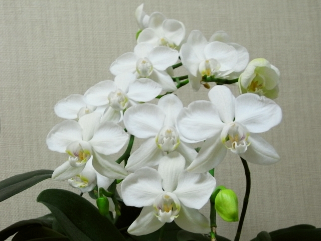 R0016683_胡蝶蘭が続々開花_20090417